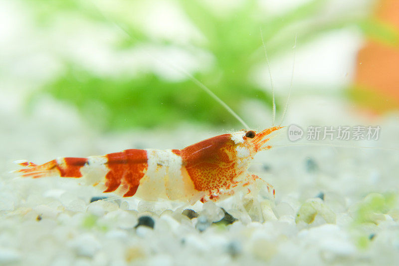 红水晶矮虾(Caridina cf. cantonensis)水晶rote Zwerggarnele